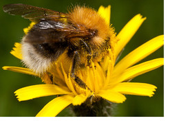 Tree Bumblebee - Bombus hypnorum