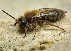 Andrena clarkella - one of our early Spring bees