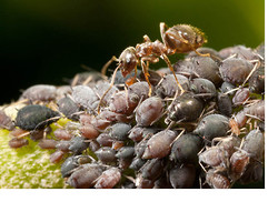 Ant Tending an Aphid Colony
