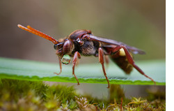 More "Roosting" Cuckoo Bees