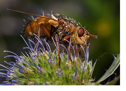 Big, Bold & Bristly - a Garden Tachinid Fly