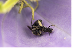 Chelostoma Bees and Cleptoparasites