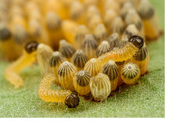 Butterflies, Bronze Bees and Big Hoverflies