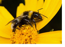 Some Madeiran Bees
