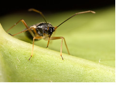 Dryophilocoris flavoquadrimaculatus - a Mirid Bug
