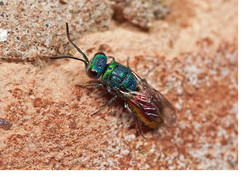 A Beautifully Bejewelled Predator - the Ruby-tailed Wasp