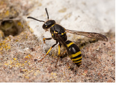 Various Solitary Wasps in the Garden