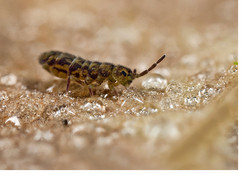 Another Selection of Springtails