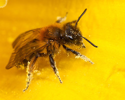 Andrena bicolor