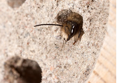 At last some activity in my "Bee Hotel"