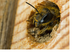A Bee Hotel Update
