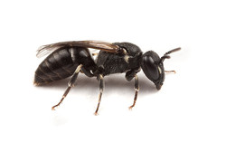 A Yellow-faced Hylaeus Bee