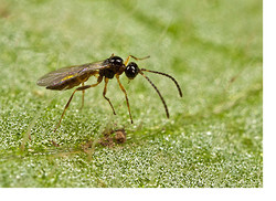 Tiny Braconid Wasp