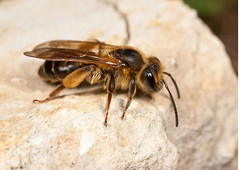 A Colony of the scarce Mining Bee Andrena bucephala