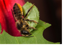 Some Solitary Bee "Firsts"