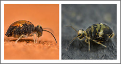 A garden springtail survey