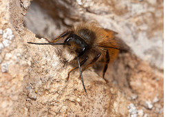 The Red Mason Bee (Osmia bicornis)
