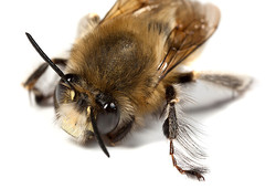 Why are Hairy-Footed Flower Bees so called?