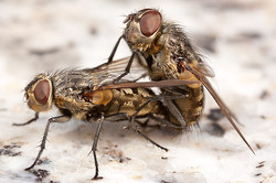 Pollenia Cluster Flies - Mating