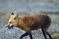 Tin Can Foxes