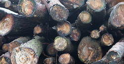Trees - Part 4. The final log.