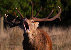 Autumn 2020: The Deer Rut