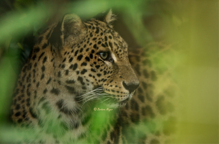 Big Cat Photography; A Passion for Big Cats | Combining Wildlife