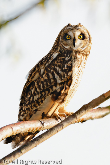 Short-eared Owl Invasion at Wicken Fen