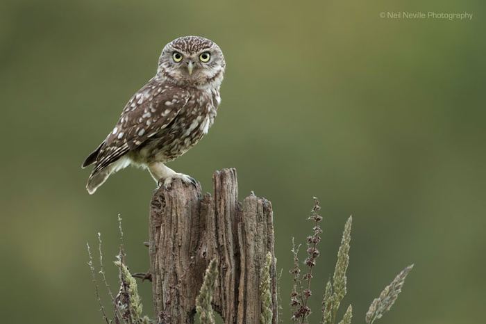 Little Owl Hide