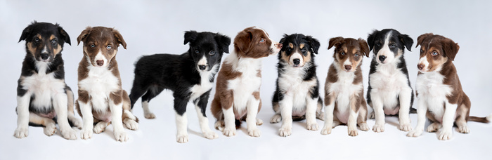 Group hot sale puppy classes