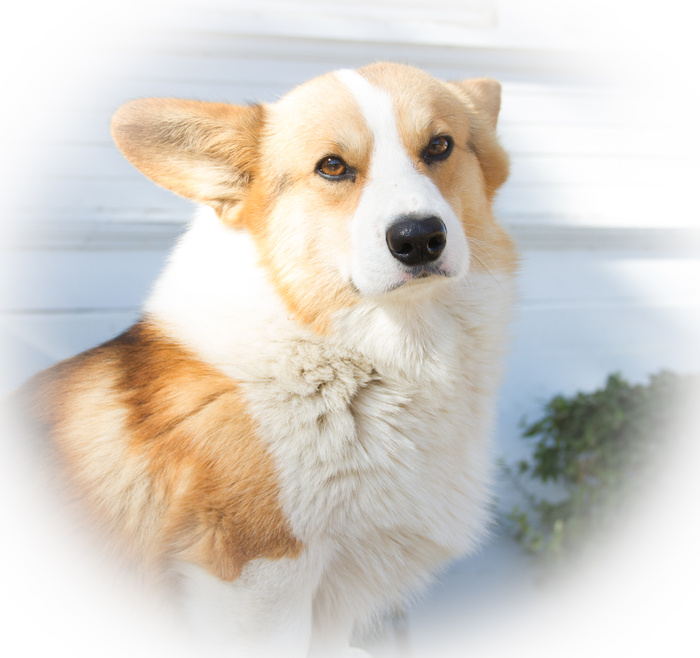 AKC Pembroke Welsh DM Clear