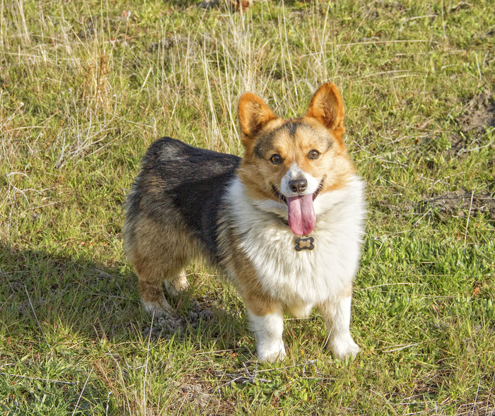 AKC Pembroke Welsh DM Clear